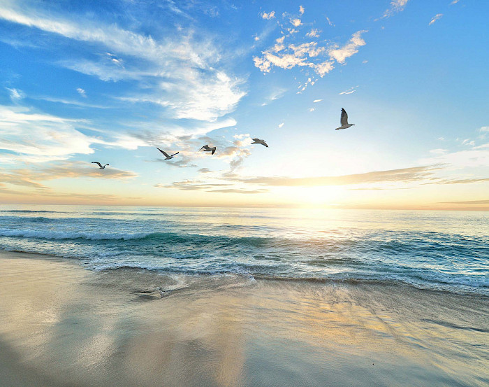 Vögel fliegen am Strand bei Sonnenuntergang
